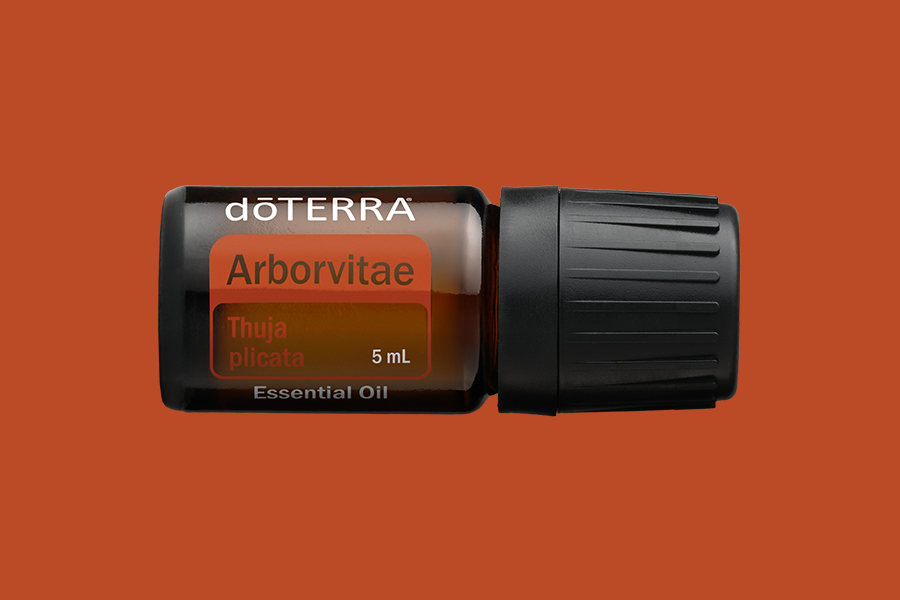 Arborvitae (Lebensbaum)